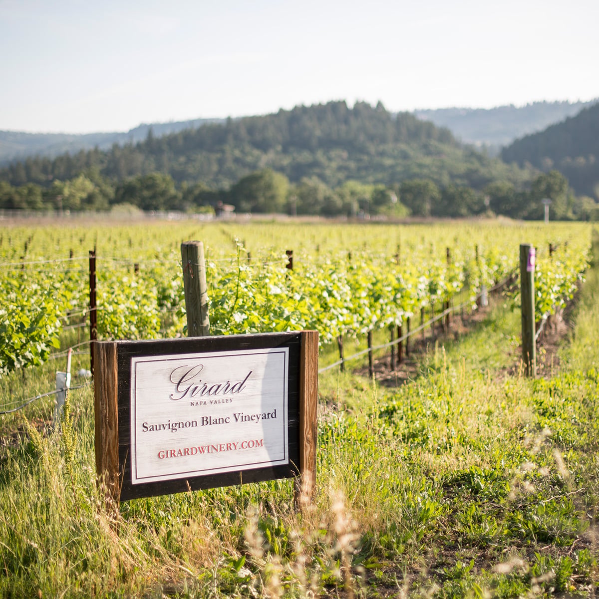 Sauvignon Blanc Vineyard